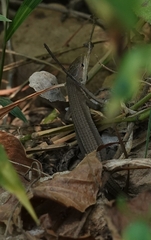 Takydromus septentrionalis