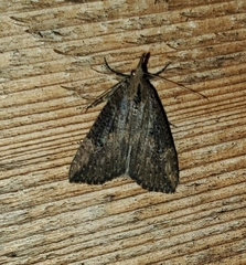 Hypena humuli
