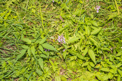Stachys pilosa