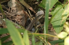 Takydromus septentrionalis