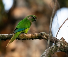 Pyrrhura frontalis