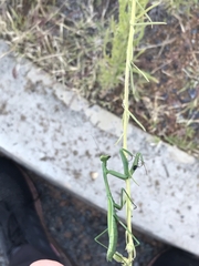 Pseudomantis albofimbriata