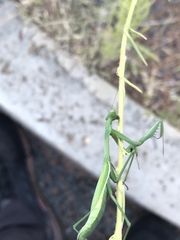 Pseudomantis albofimbriata