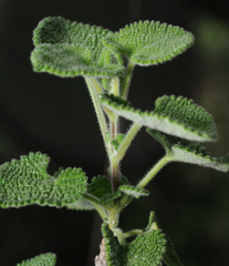 Salvia aspera