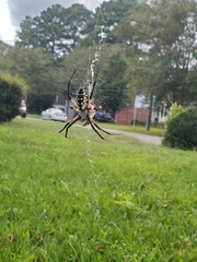 Argiope aurantia