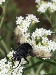 Copestylum violaceum