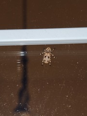 Euparius marmoreus