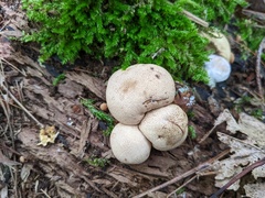 Scleroderma areolatum