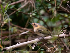 Poecilotriccus plumbeiceps