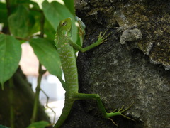 Bronchocela jubata