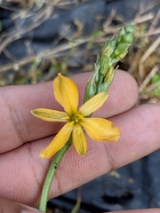 Echeandia flavescens