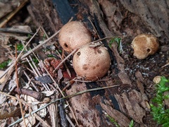 Scleroderma areolatum