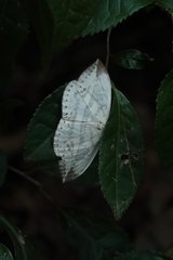 Cyclidia substigmaria