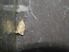 Neocalyptis affinisana