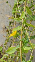 Grindelia squarrosa