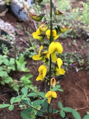 Crotalaria pumila