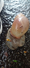 Megalobulimus oblongus