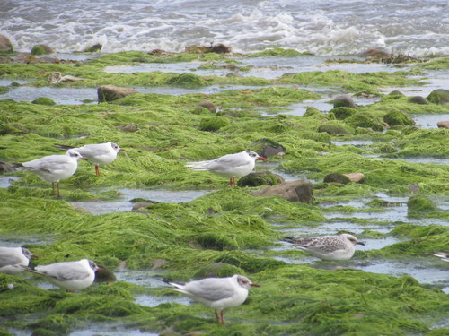 Ichthyaetus melanocephalus