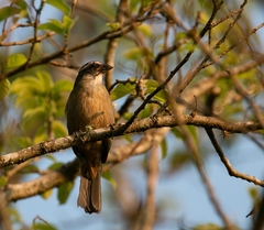Saltator similis