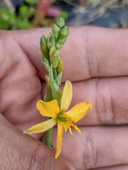 Echeandia flavescens