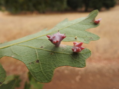 Cynips douglasii