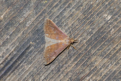 Renia discoloralis
