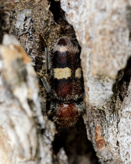 Enoclerus quadrisignatus