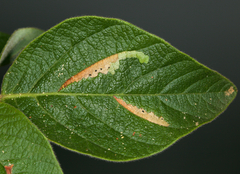 Cosmopterix lespedezae