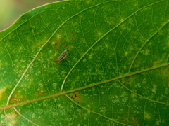 Tingidae