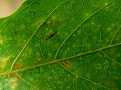 Tingidae