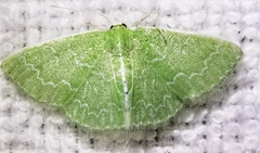 Synchlora frondaria