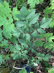 Actaea rubra neglecta