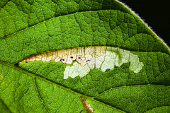 Cosmopterix lespedezae