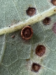 Neuroterus tantulus