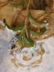 Potamogeton amplifolius