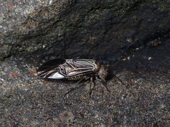 Cerastipsocus venosus