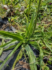 Echeandia flavescens
