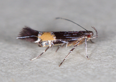 Cosmopterix lespedezae