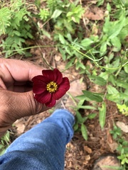 Cosmos scabiosoides
