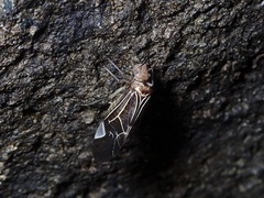 Cerastipsocus venosus