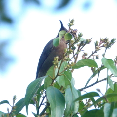 Myzomela obscura
