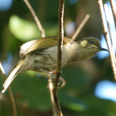 Microptilotis imitatrix