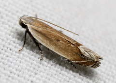 Anacampsis paltodoriella