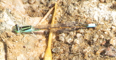 Ischnura barberi