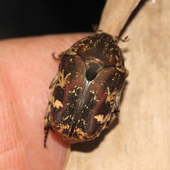Protaetia fusca