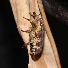 Protaetia fusca