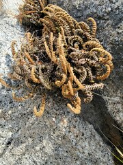 Myriopteris gracillima