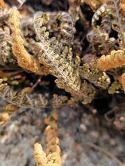 Myriopteris gracillima