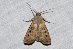 Agrotis infusa