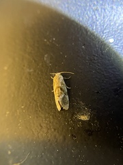 Platphalonidia